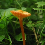 Hygrocybe cantharellus