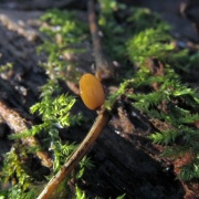 Typhula phacorhiza