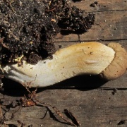 Elaphocordyceps capitata