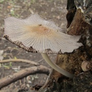 Coprinellus truncorum