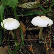 Tricholoma stiparophyllum