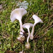 Ampulloclitocybe clavipes