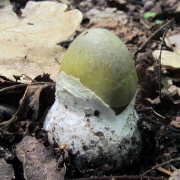 Amanita phalloides