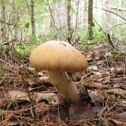 Cortinarius caperatus