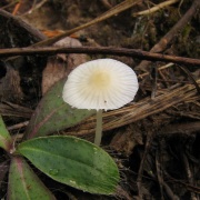 Atheniella flavoalba
