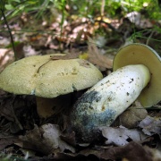 Gyroporus cyanescens