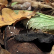 Typhula variabilis