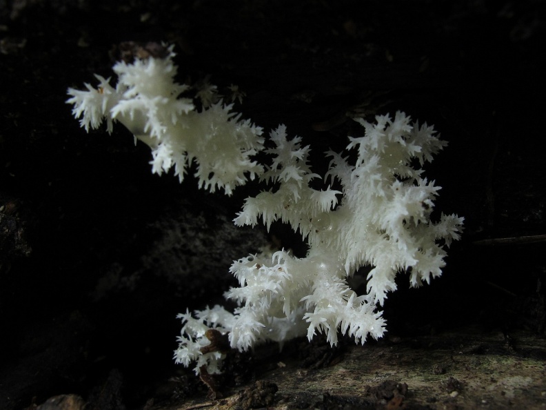 Hericium coralloides