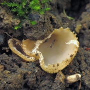 Tarzetta cupularis