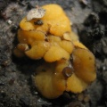 Anthracobia_maurilabra_LYP_20110702-1.jpg