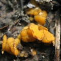 Anthracobia_maurilabra_LYP_20110702-2.jpg