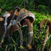 Cortinarius paleaceus