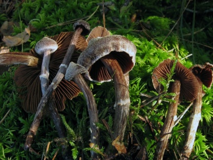 Cortinarius paleaceus