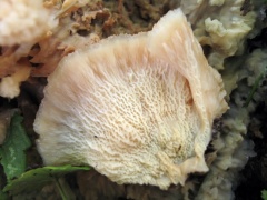 Merulius tremellosus