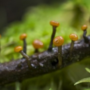 Vibrissea truncorum