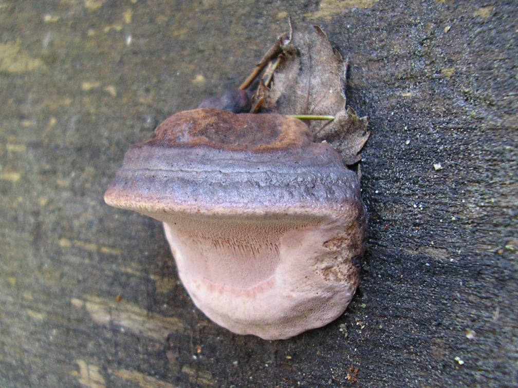 Fomitopsis rosea