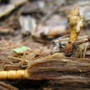 Ophiocordyceps variabilis