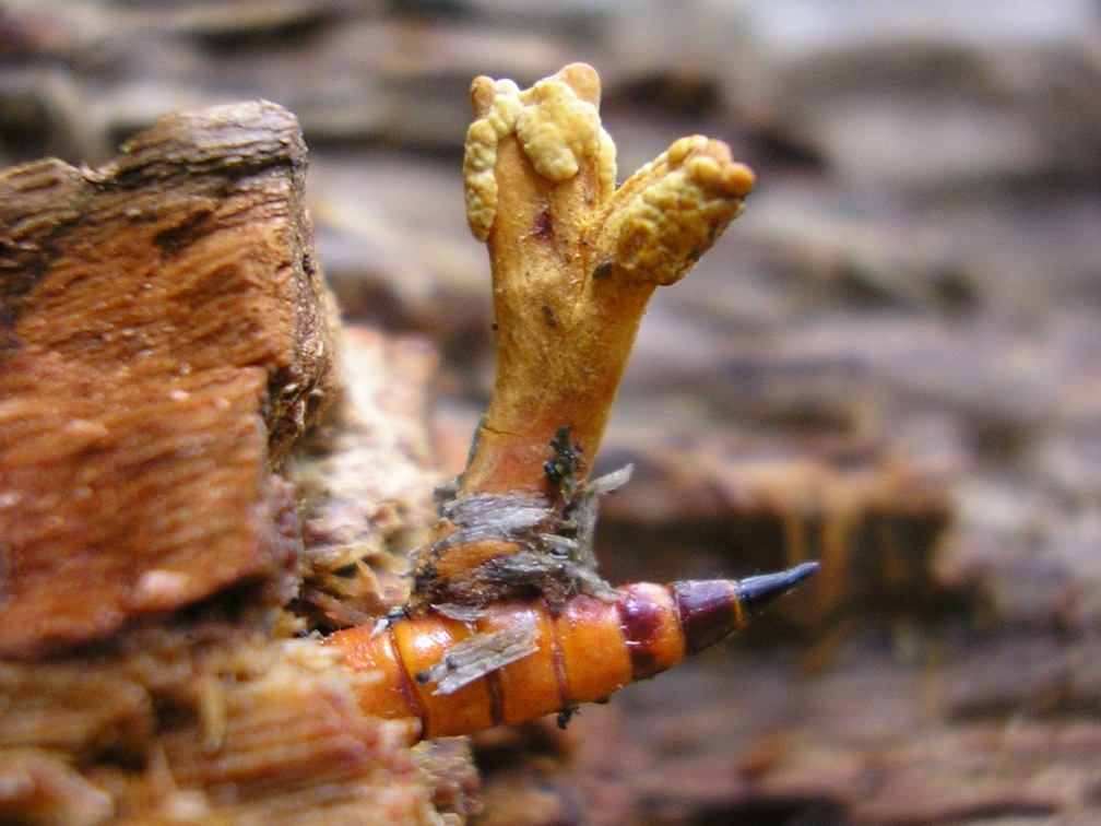 Ophiocordyceps variabilis