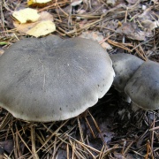 Tricholoma saponaceum