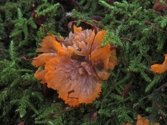 Phlebia radiata