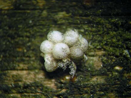 Badhamia foliicola