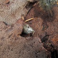 Sarcodon amarescens