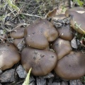 Lyophyllum decastes