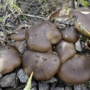 Lyophyllum decastes