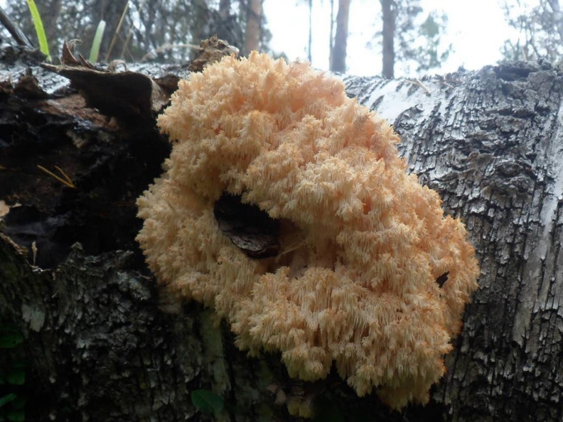 Hericium_coralloides_AMF_2015хххх-05.JPG
