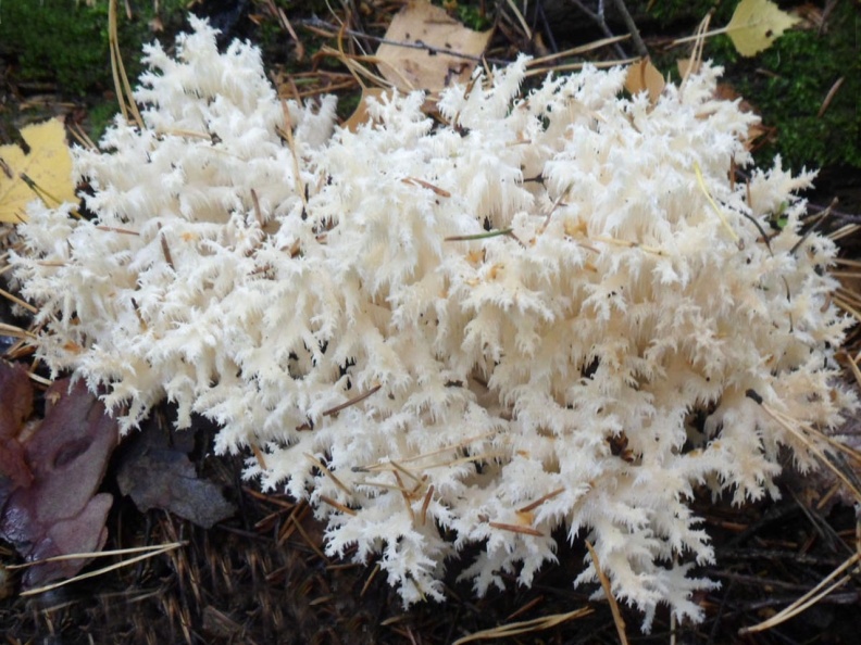 Hericium_coralloides_AMF_20140928-02.JPG