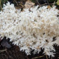 Hericium_coralloides_AMF_20140928-02.JPG