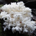 Hericium_coralloides_AMF_20140905-01.JPG