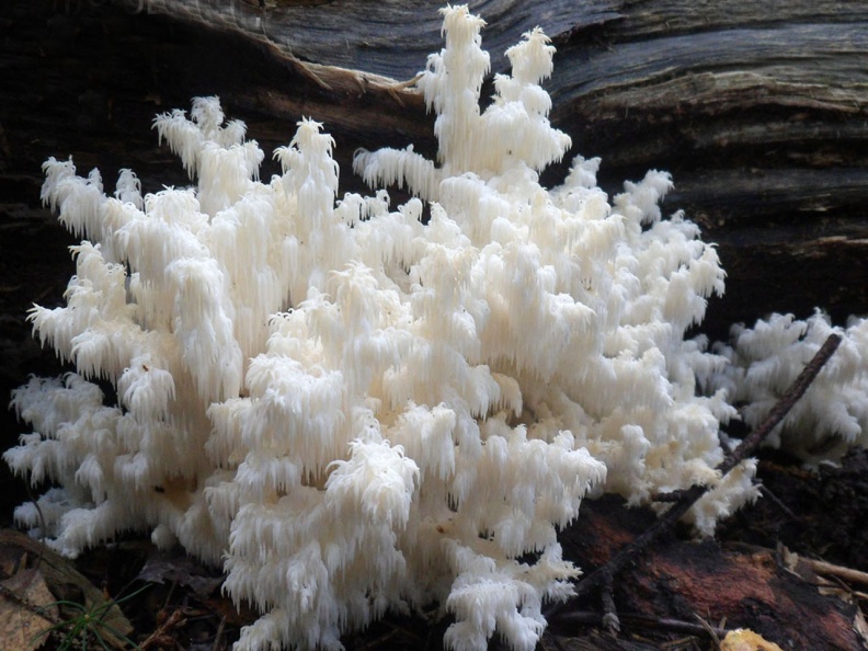 Hericium_coralloides_AMF_20150917-03.JPG