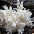 Hericium_coralloides_AMF_20150917-03.JPG