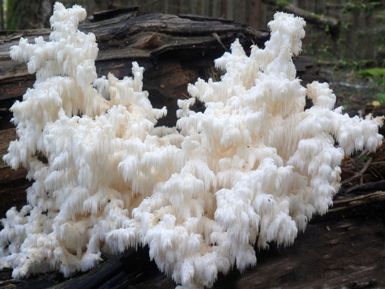 Hericium_coralloides_AMF_20150917-04.JPG