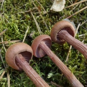 Laccaria bicolor