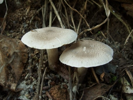 Tricholoma argyraceum