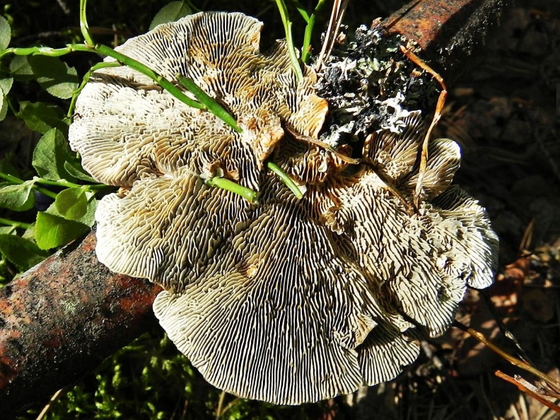 Daedaleopsis septentrionalis