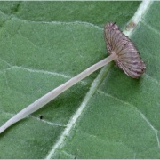 Coprinopsis friesii