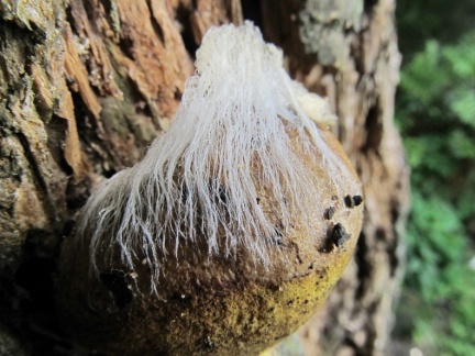 Syzygites megalocarpus