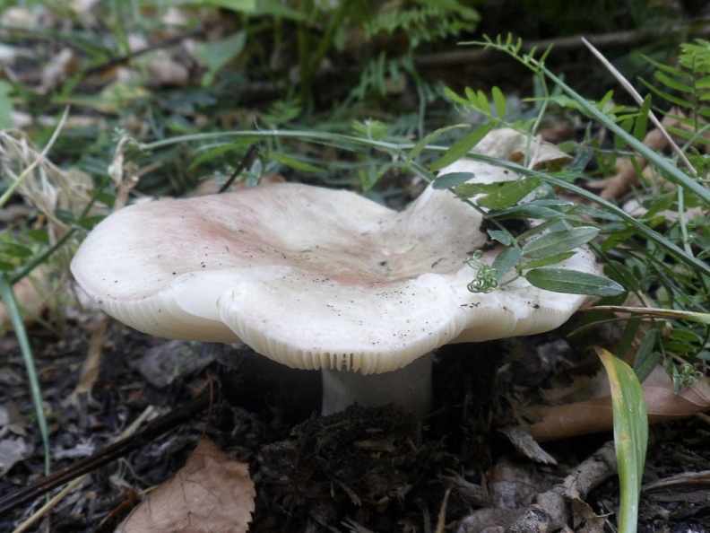 Russula exalbicans AMF 20180918-10