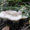 Russula exalbicans AMF 20180918-10