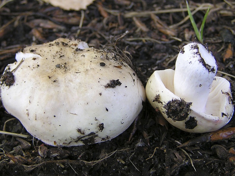 Russula_exalbicans_AMF_20150718-15.JPG