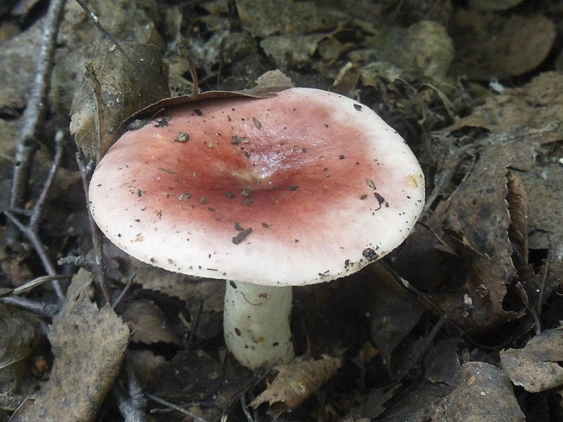 Russula exalbicans AMF 20160728-03