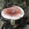Russula exalbicans AMF 20160728-03