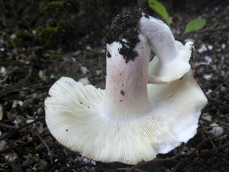 Russula exalbicans AMF 20160901-01