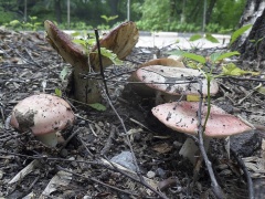 Russula exalbicans AMF 20170716-05