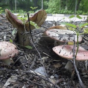 Russula exalbicans AMF 20170716-05