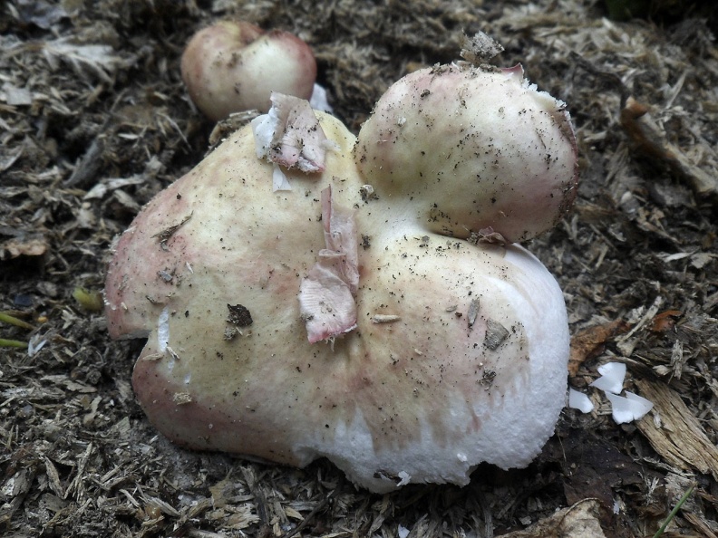 Russula exalbicans AMF 20180718-11