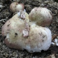 Russula_exalbicans_AMF_20180718-11.JPG